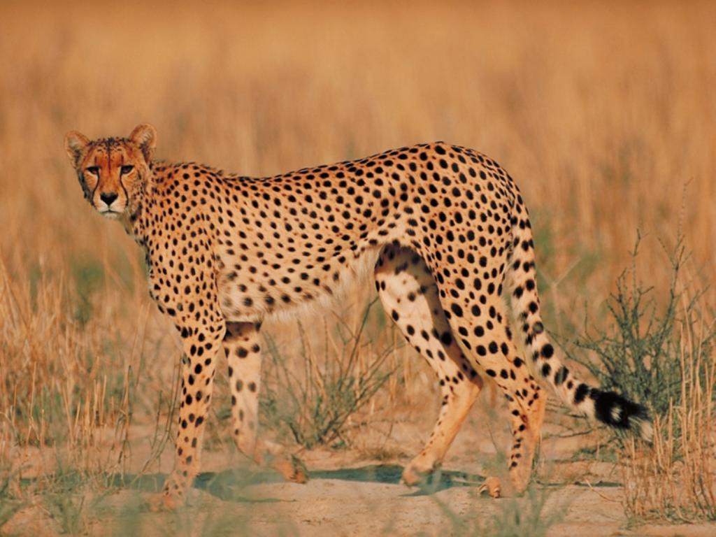 Cheetah_01.jpg