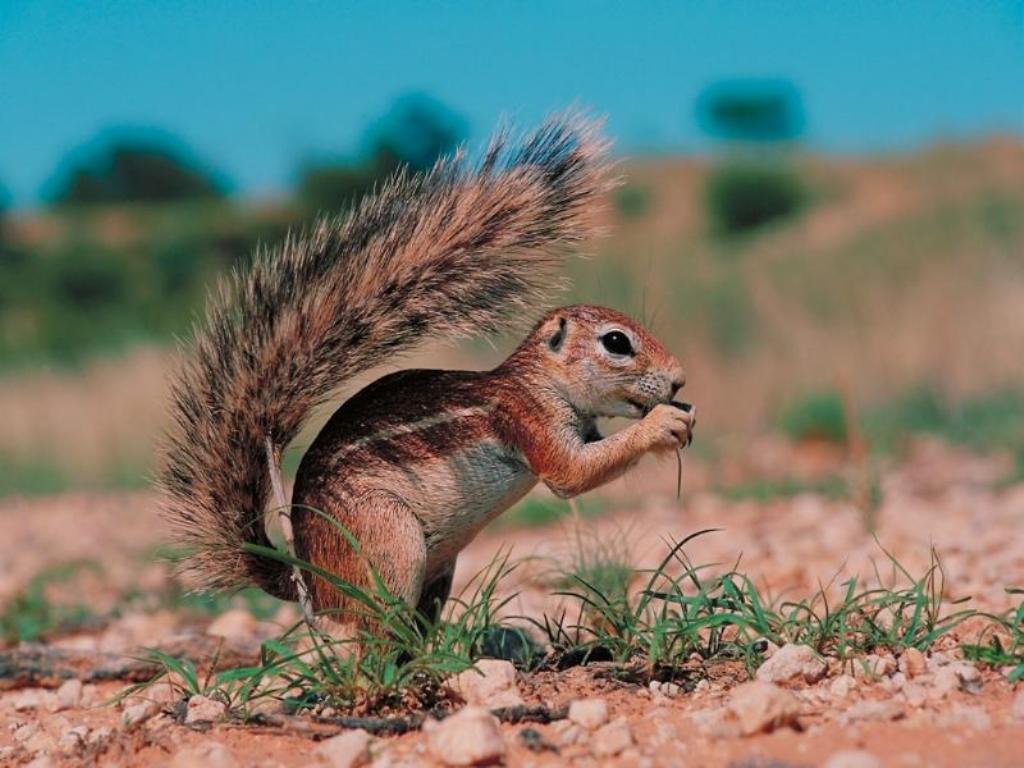 Squirrel_01.jpg