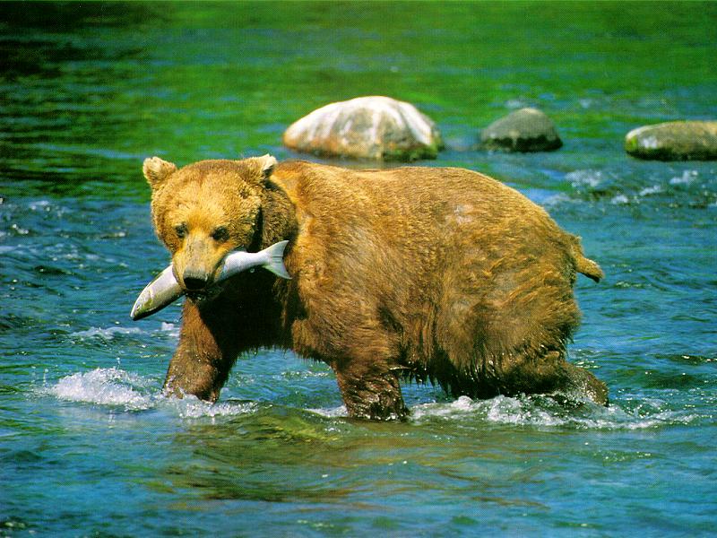 BEAR.JPG