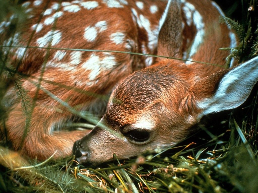 Deer_01.jpg